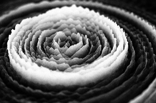 wie eine Blütenblätter Rose legen sich die Schingungsamplituden umeinander; Das Schwarz-Weiss-Bild ist ein Standbild aus einem Video.  